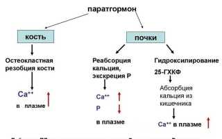 Паратиреоидный гормон в крови повышен: что это значит?