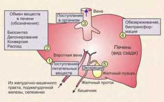 Какие нужно принимать витамины для оздоровления печени?