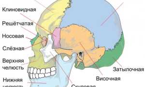 Строение черепа человека. Фото с описанием, анатомия. Вид сзади, спереди, сверху, сбоку, в разрезе