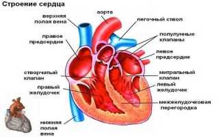 Аритмия сердца. Чем опасна, причины, симптомы, как лечить в домашних условиях
