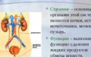 Мочевыделительная система. Строение и функции почек.