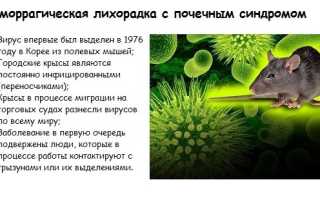 Мышиная лихорадка. Симптомы у мужчин, женщин, как проявляется, передаётся. Последствия, лечение