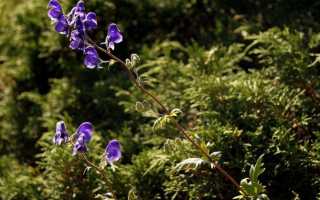 Аконит (Aconitum) – гомеопатия: показания к применению