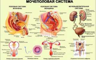 Заболевания мочеполовой системы у детей и взрослых. Диагностика и профилактика воспалительных процессов