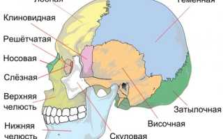 Строение черепа человека. Фото с описанием, анатомия. Вид сзади, спереди, сверху, сбоку, в разрезе