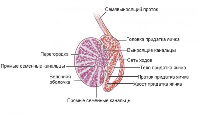 анатомия мужского яичка