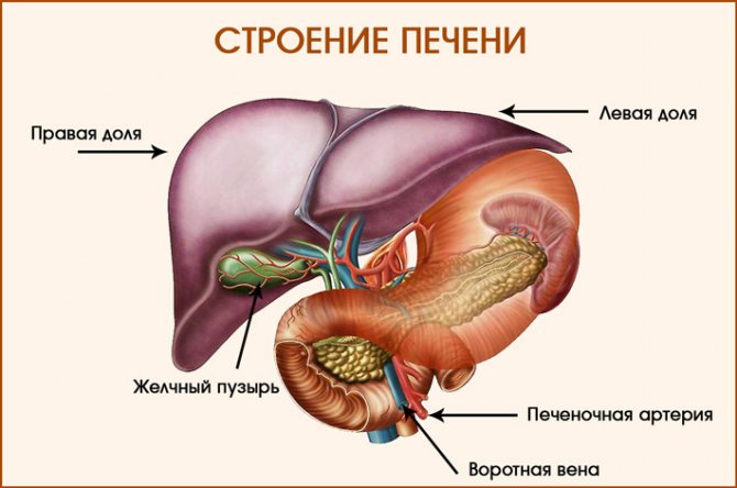 Анатомия печени