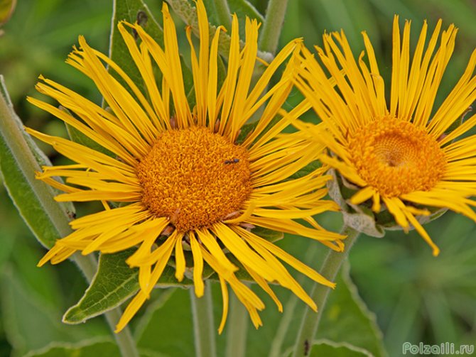 Девясил Inula