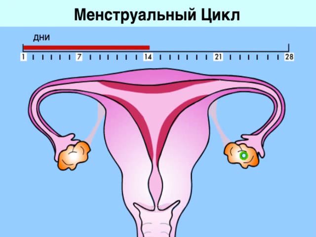 менструальный цикл