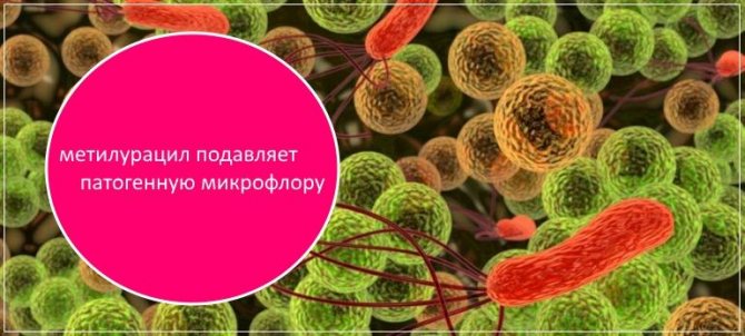 Метилурацил эффективно борется с болезнетворными микрооргаизмами