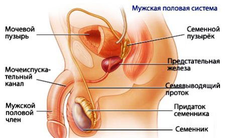мужская половая система