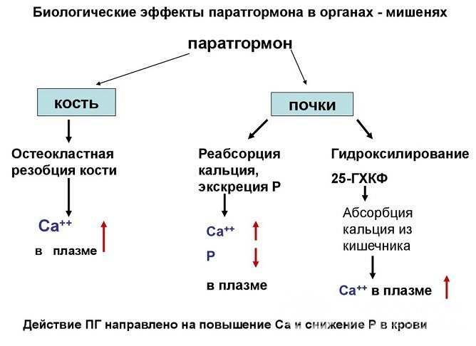 Паратгормон регулирует фосфорно-кальциевый обмен, его повышение сказывается, в первую очередь, на костях и почках