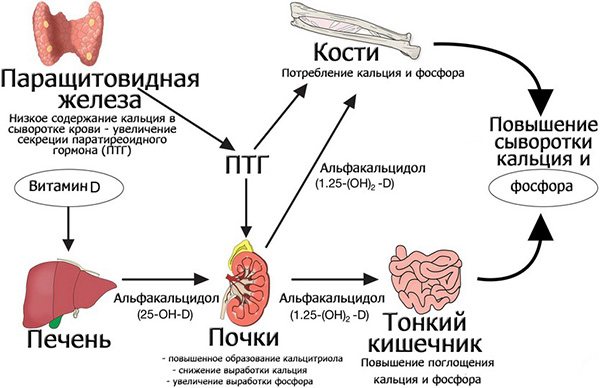 Паратирин