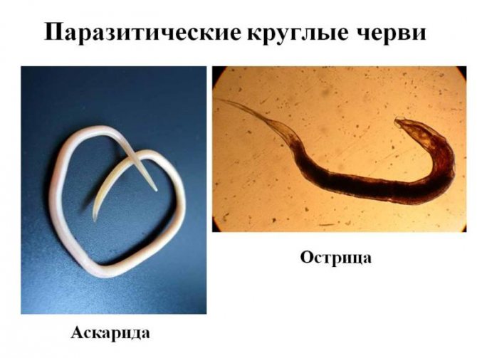 Паразитические круглые черви