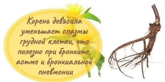 полезные свойства девясила