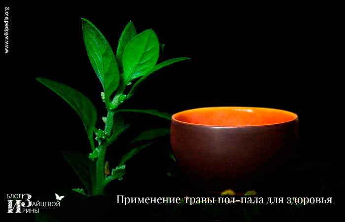 Применение травы пол-пала для здоровья