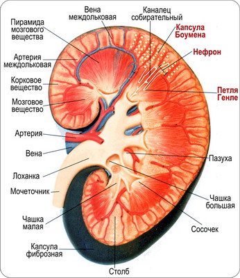 схема почки