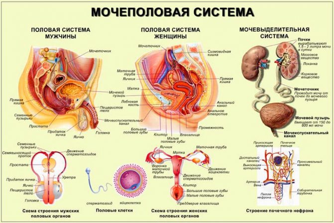 Строение половой системы фото