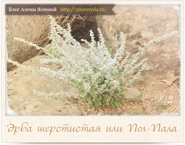 Трава эрва шерстистая в гинекологии