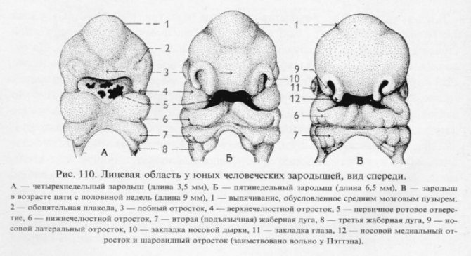 Внутриутробное развитие лица